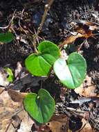 Image of North Fork heartleaf