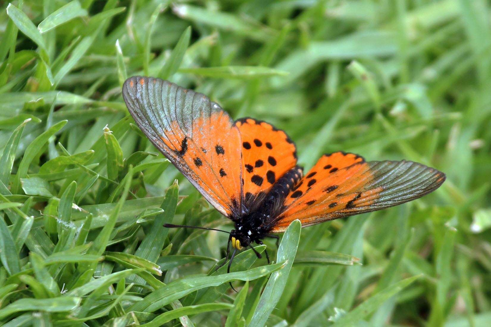 Image of Acraea horta Linnaeus 1764