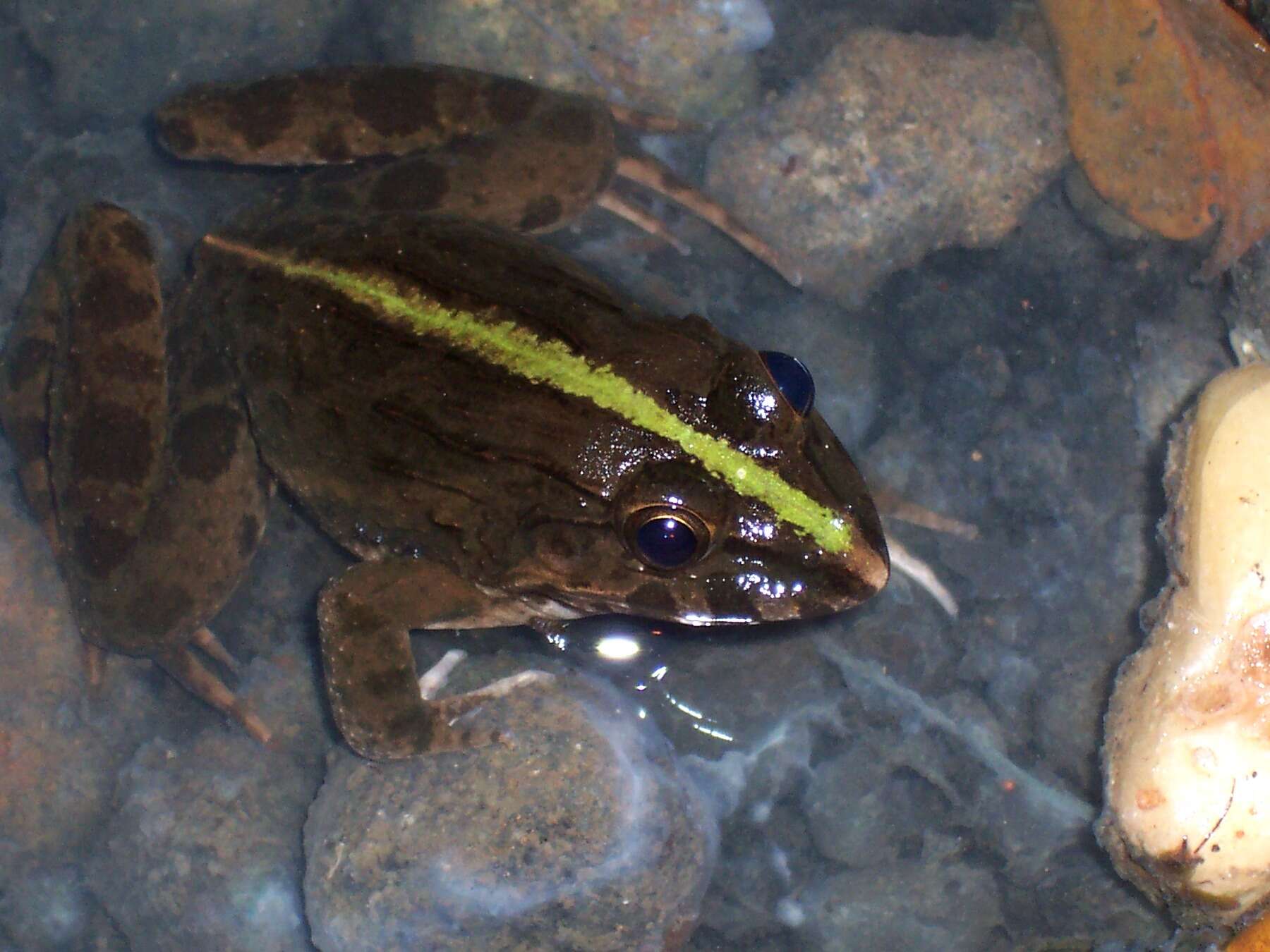 Image of Asian Grass Frog