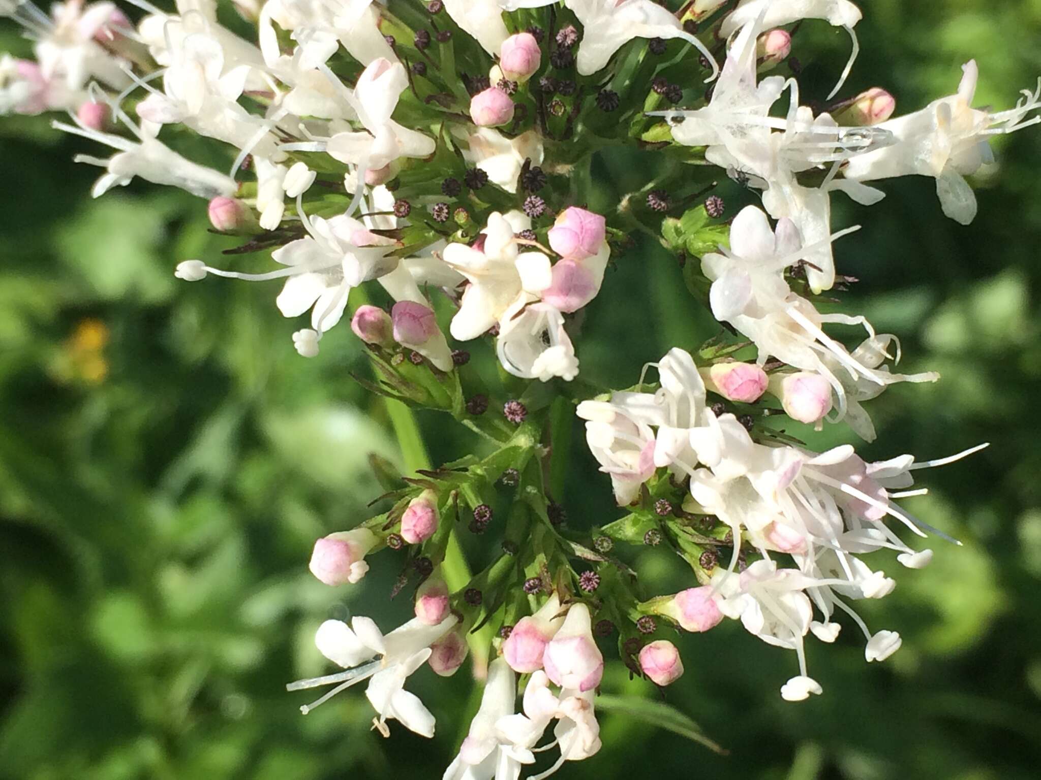 Sivun Valeriana sitchensis Bong. kuva