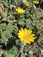 Image of Calendula suffruticosa Vahl