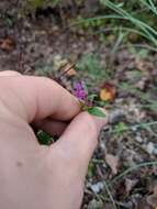 Image of blue waxweed