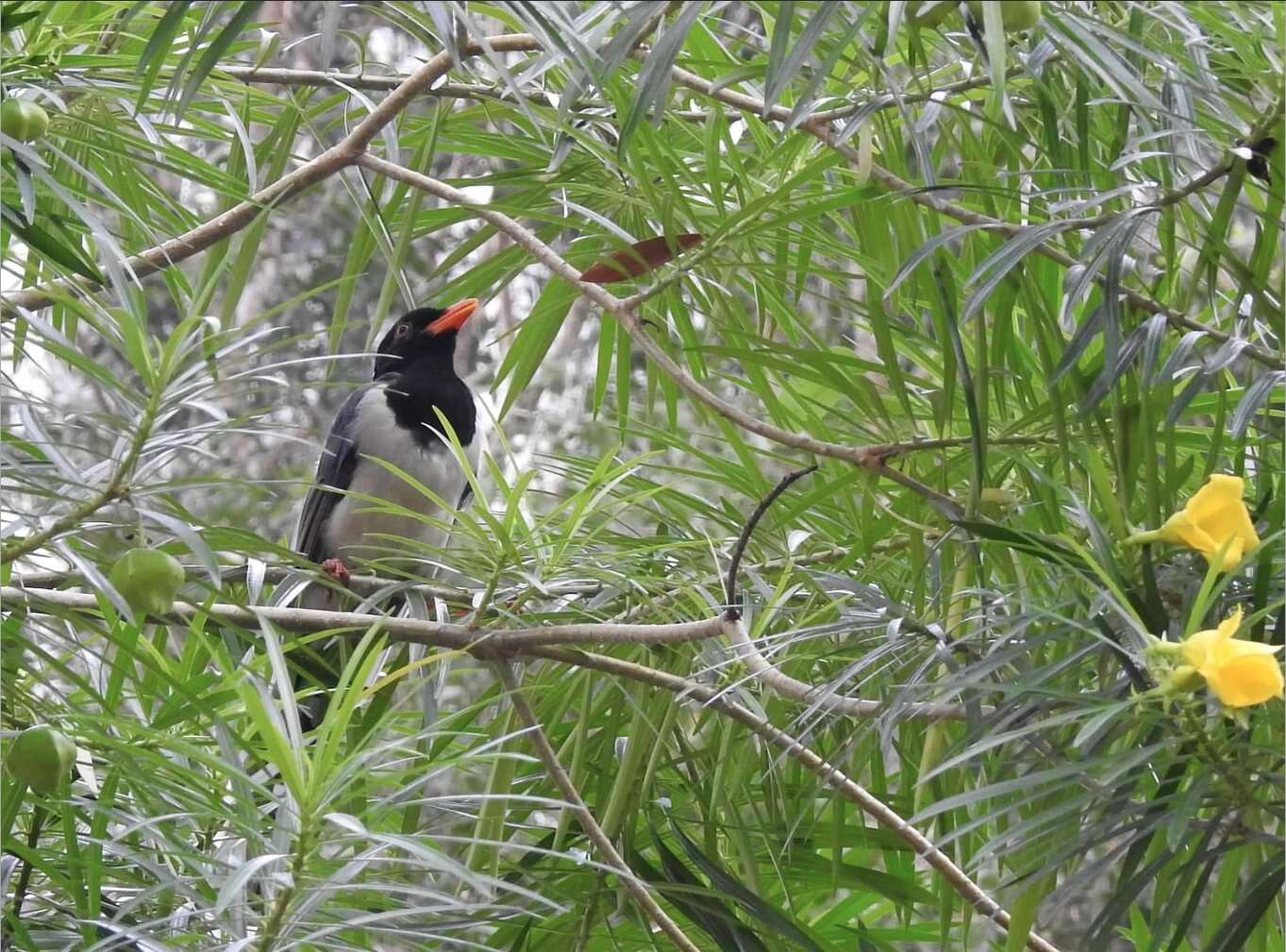 Image of Blue Magpie