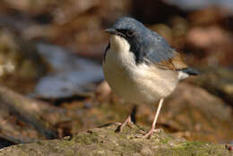 Image of Cyanoptila Blyth 1847