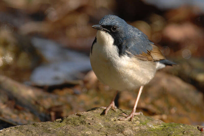 Image of Cyanoptila Blyth 1847