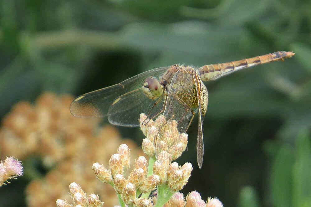 Слика од Erythrodiplax corallina (Brauer 1865)