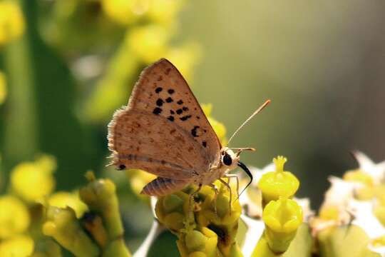 صورة Crudaria