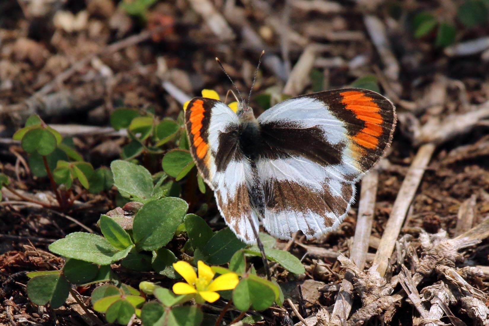 Image of Colotis euippe (Linnaeus 1758)