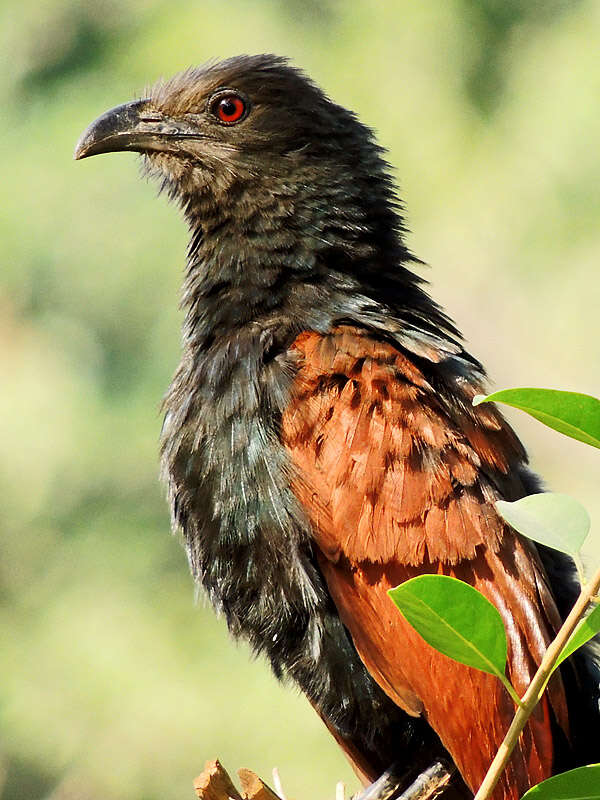 Imagem de Centropus sinensis (Stephens 1815)