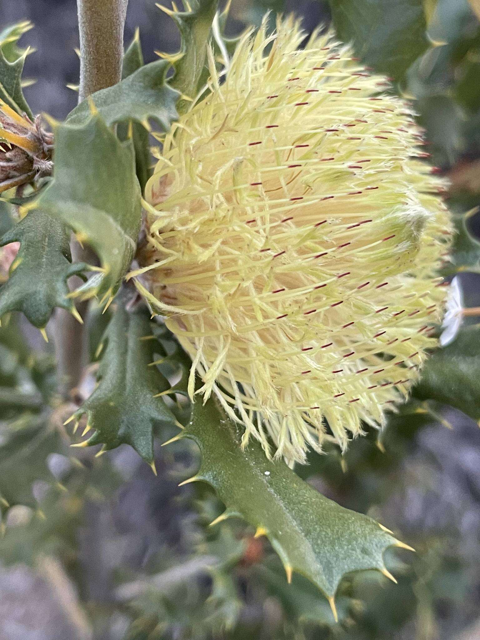 Image of Banksia obovata A. R. Mast & K. R. Thiele