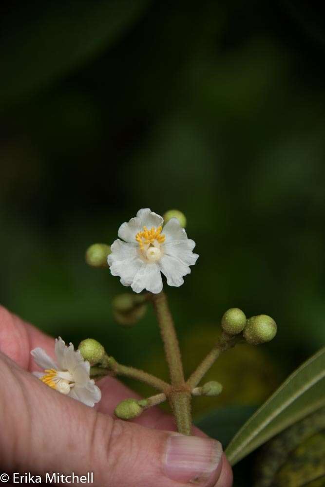 Conostegia icosandra (Sw. ex Wikstr.) Urb.的圖片