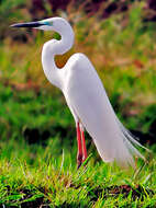 Image of Great Egret