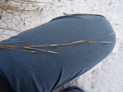 Image of Freshwater Cord Grass