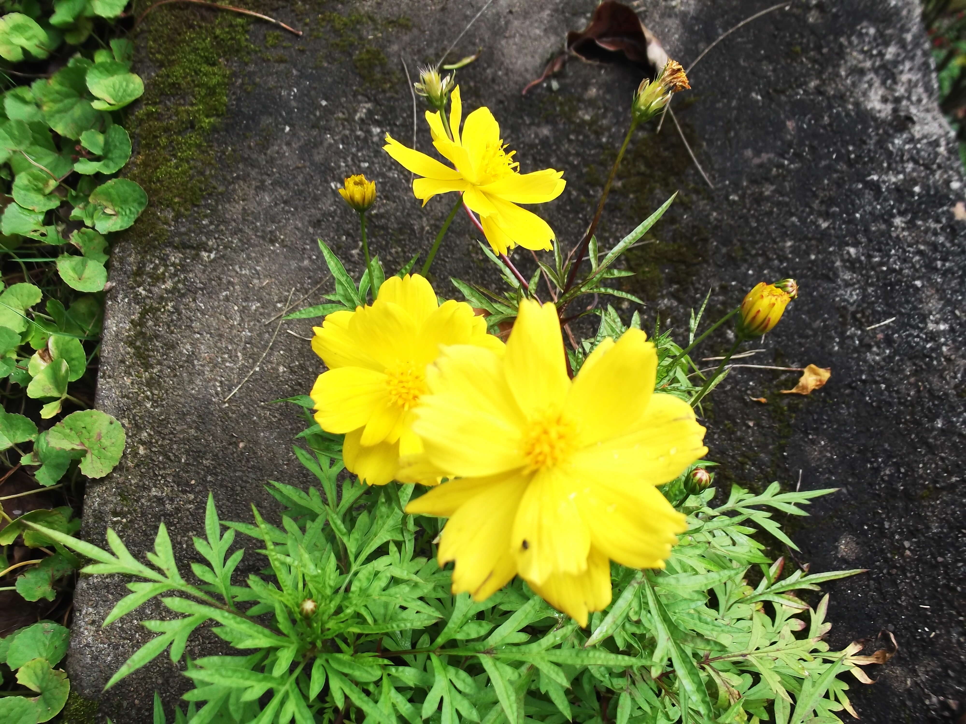 Image of sulphur cosmos