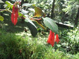 Image of Fuchsia triphylla L.