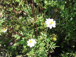 Image of wild cosmos