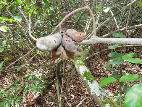 Imagem de Uvaria lucida subsp. virens (N. E. Br.) Verdc.