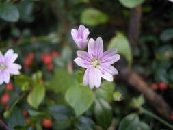 Image of Miner's lettuce