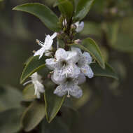 Myoporum viscosum R. Br. resmi