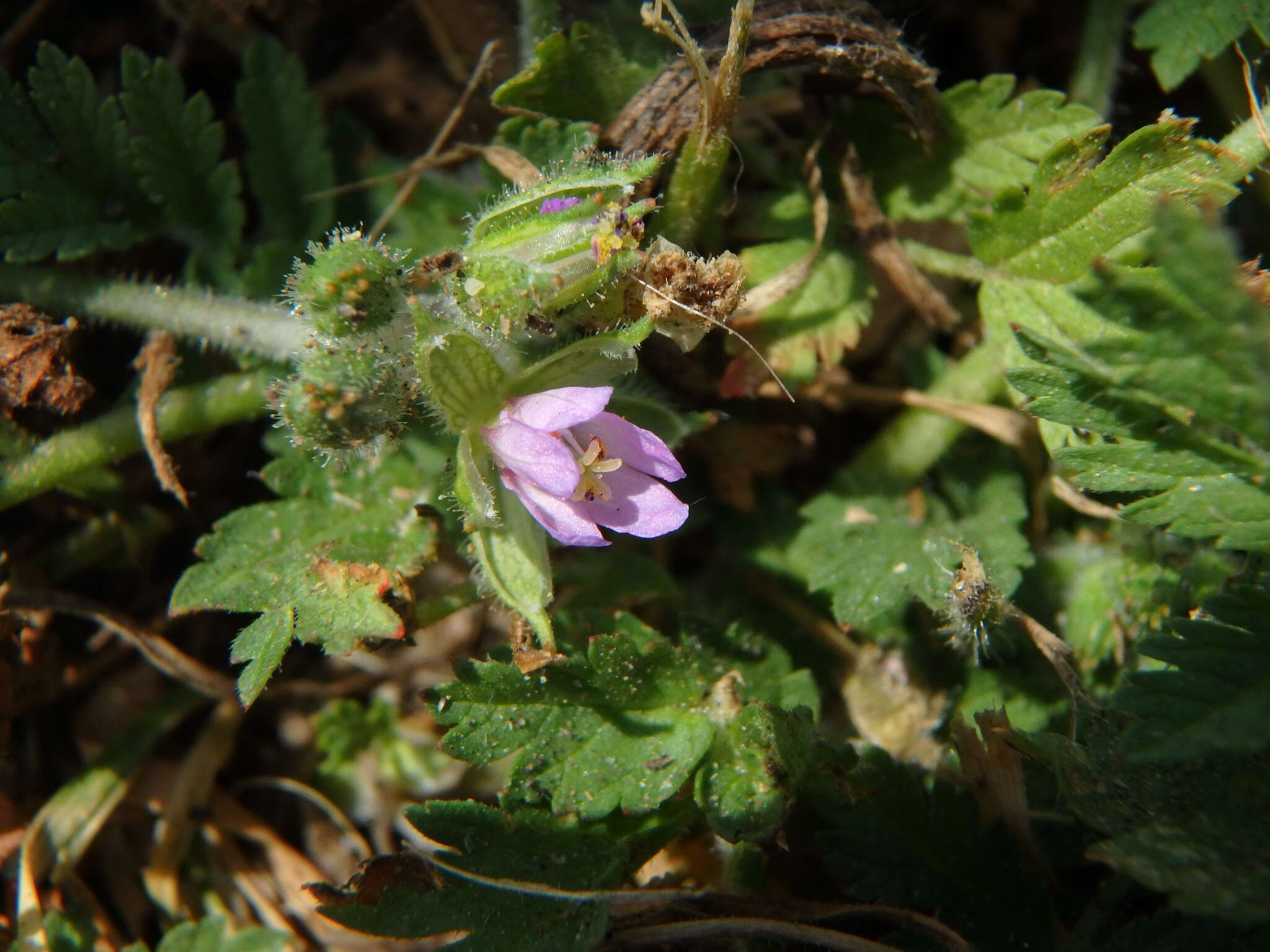 Imagem de Geranium pusillum L.