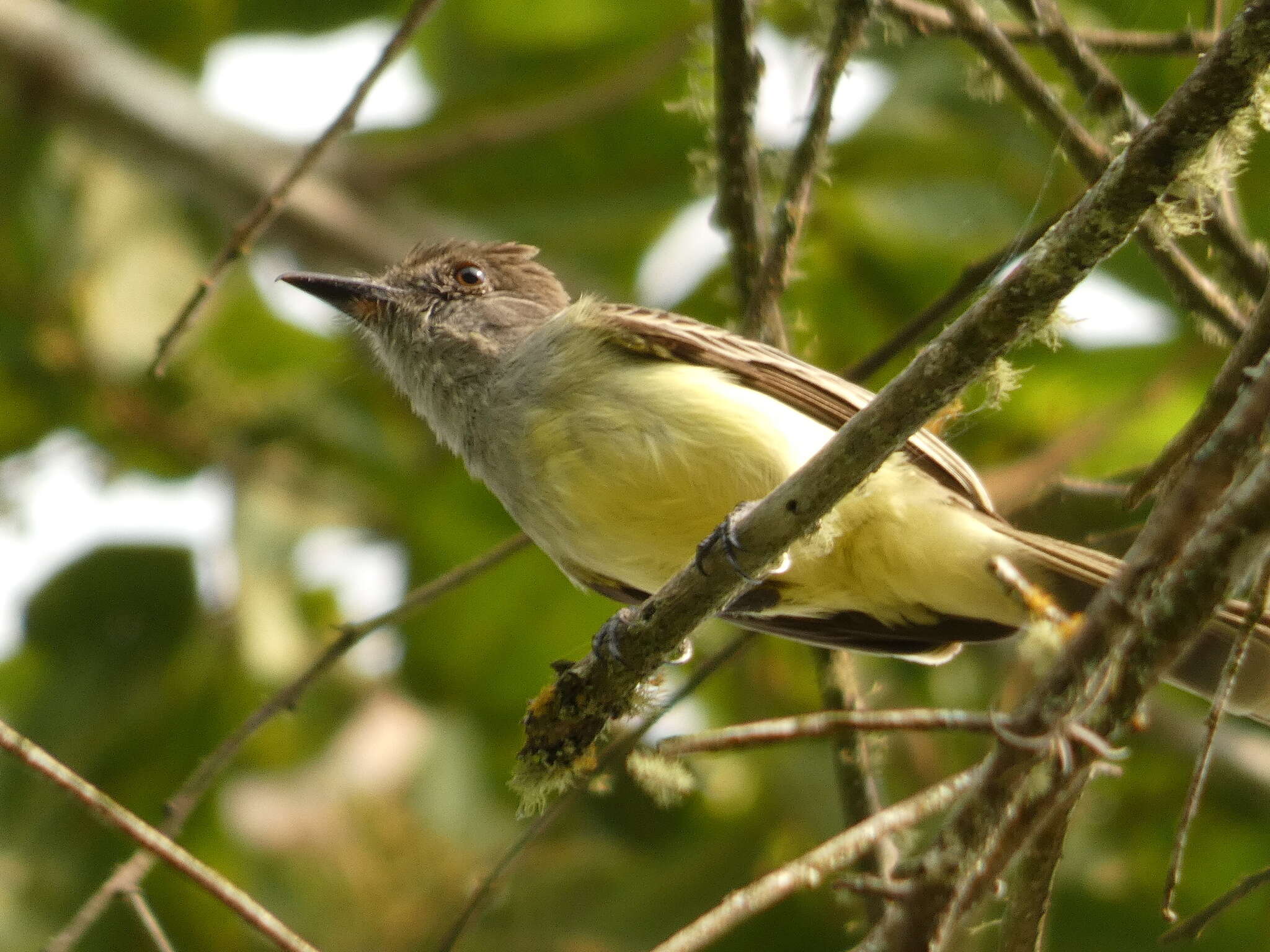 Image of Pale-edged Flycatcher