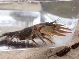 Image of Chattahoochee Crayfish