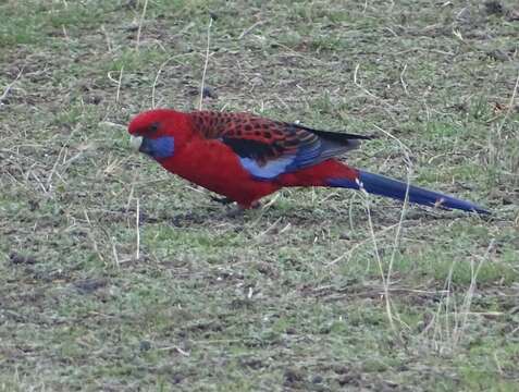 صورة Platycercus elegans melanopterus North 1906