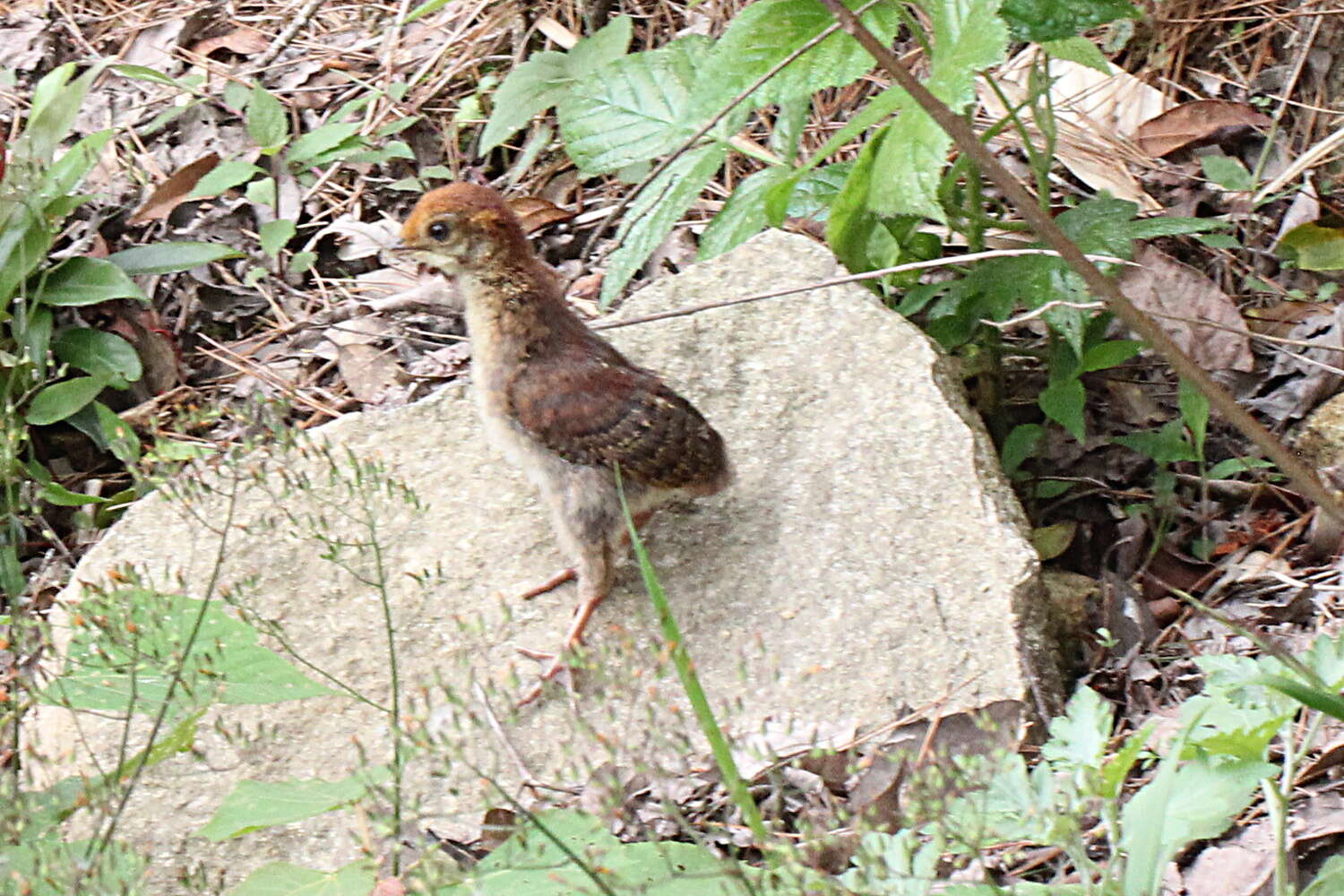 Image of Cabot's Tragopan