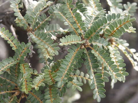 Image of Sophora denudata Bory