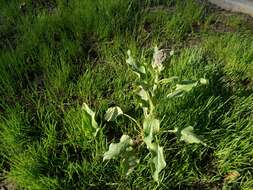 Imagem de Cynoglossum circinnatum (Ledeb.) Greuter & Burdet