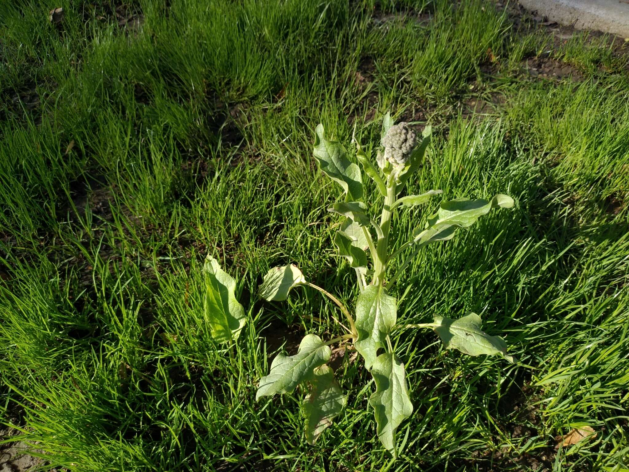 Image of Cynoglossum circinnatum (Ledeb.) Greuter & Burdet