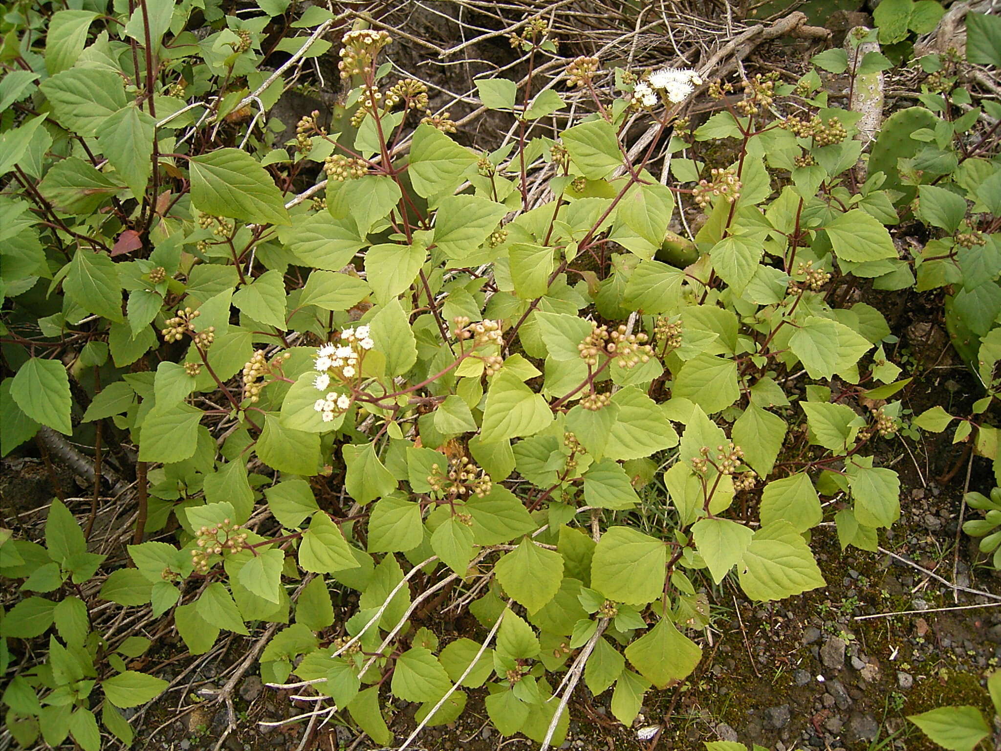 صورة Ageratina adenophora (Spreng.) R. King & H. Rob.