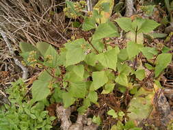 صورة Ageratina adenophora (Spreng.) R. King & H. Rob.