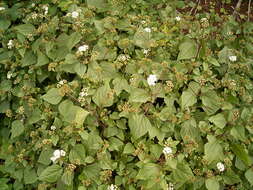 Image of sticky snakeroot