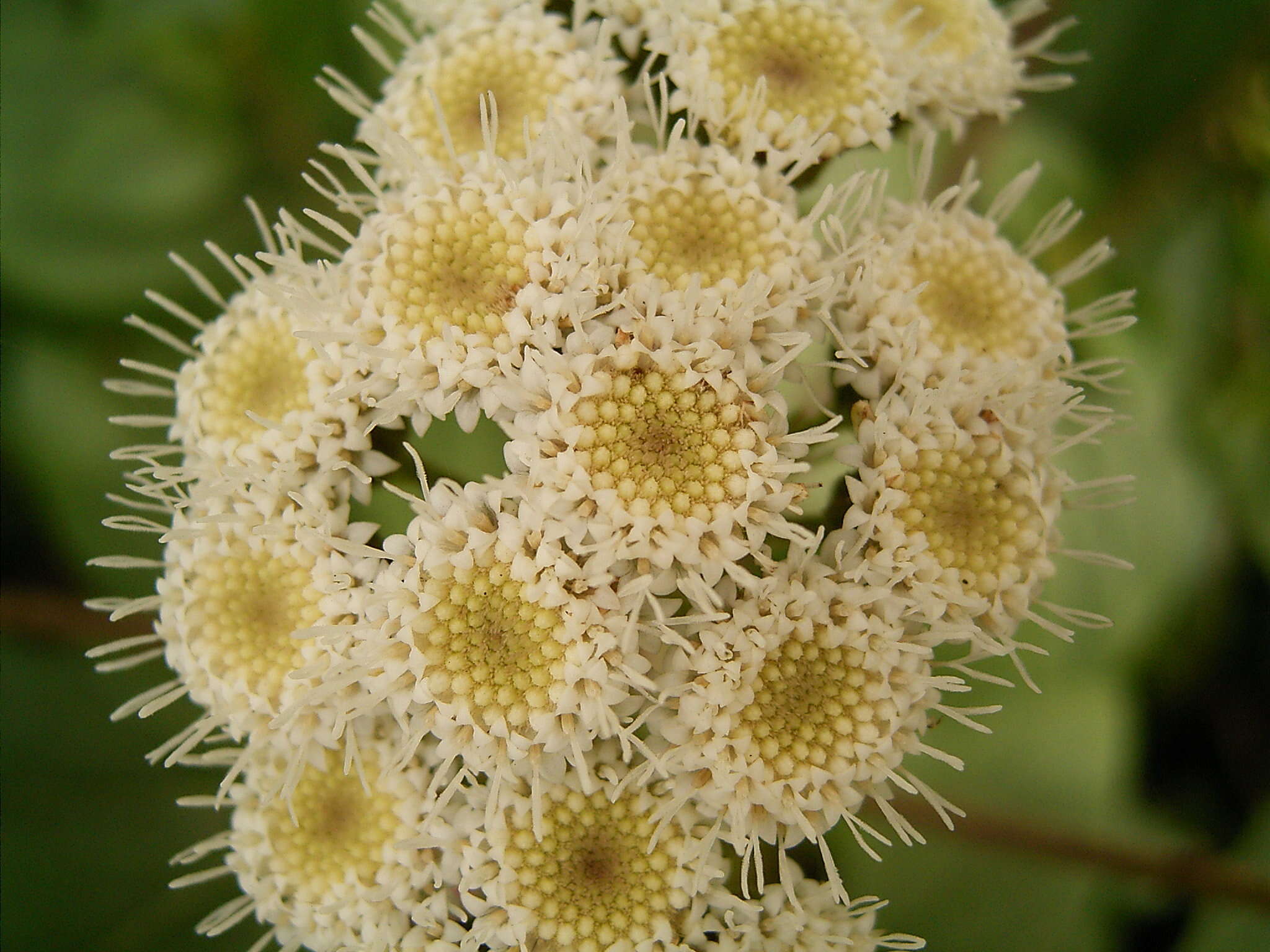 Image of sticky snakeroot