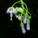 Solanum endopogon subsp. guianense (Bohs) Bohs的圖片