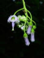 Plancia ëd Solanum endopogon subsp. guianense (Bohs) Bohs