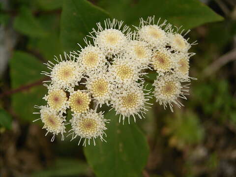 صورة Ageratina adenophora (Spreng.) R. King & H. Rob.