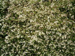 صورة Ageratina riparia (Regel) R. King & H. Rob.