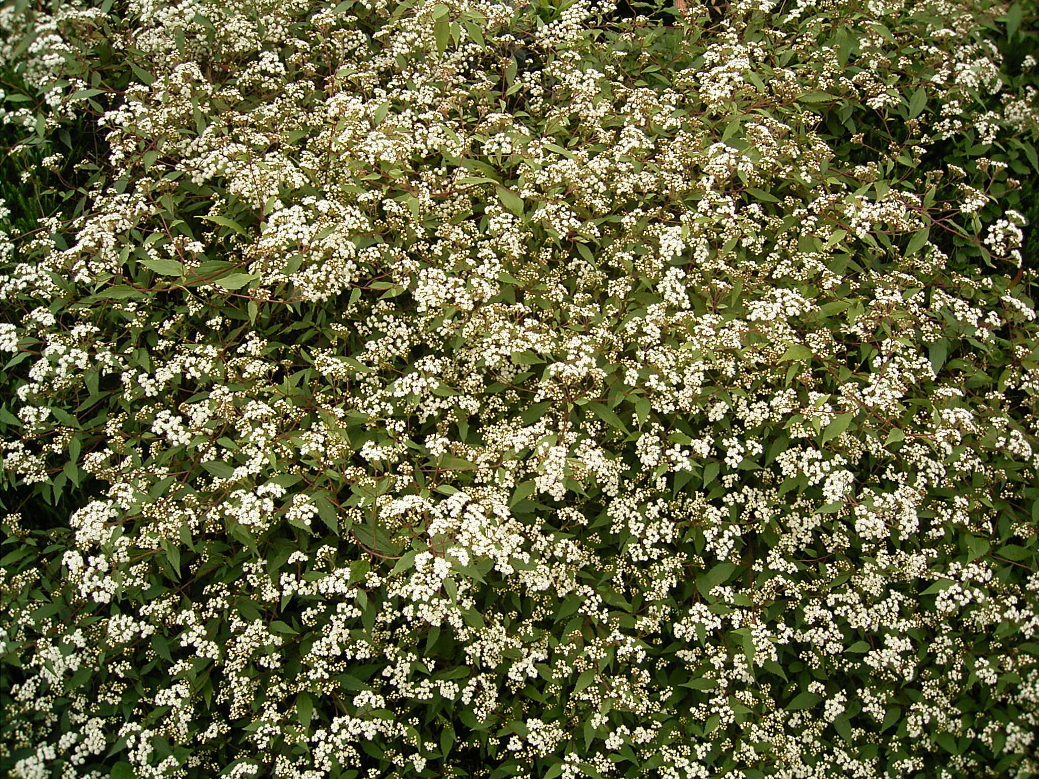 صورة Ageratina riparia (Regel) R. King & H. Rob.