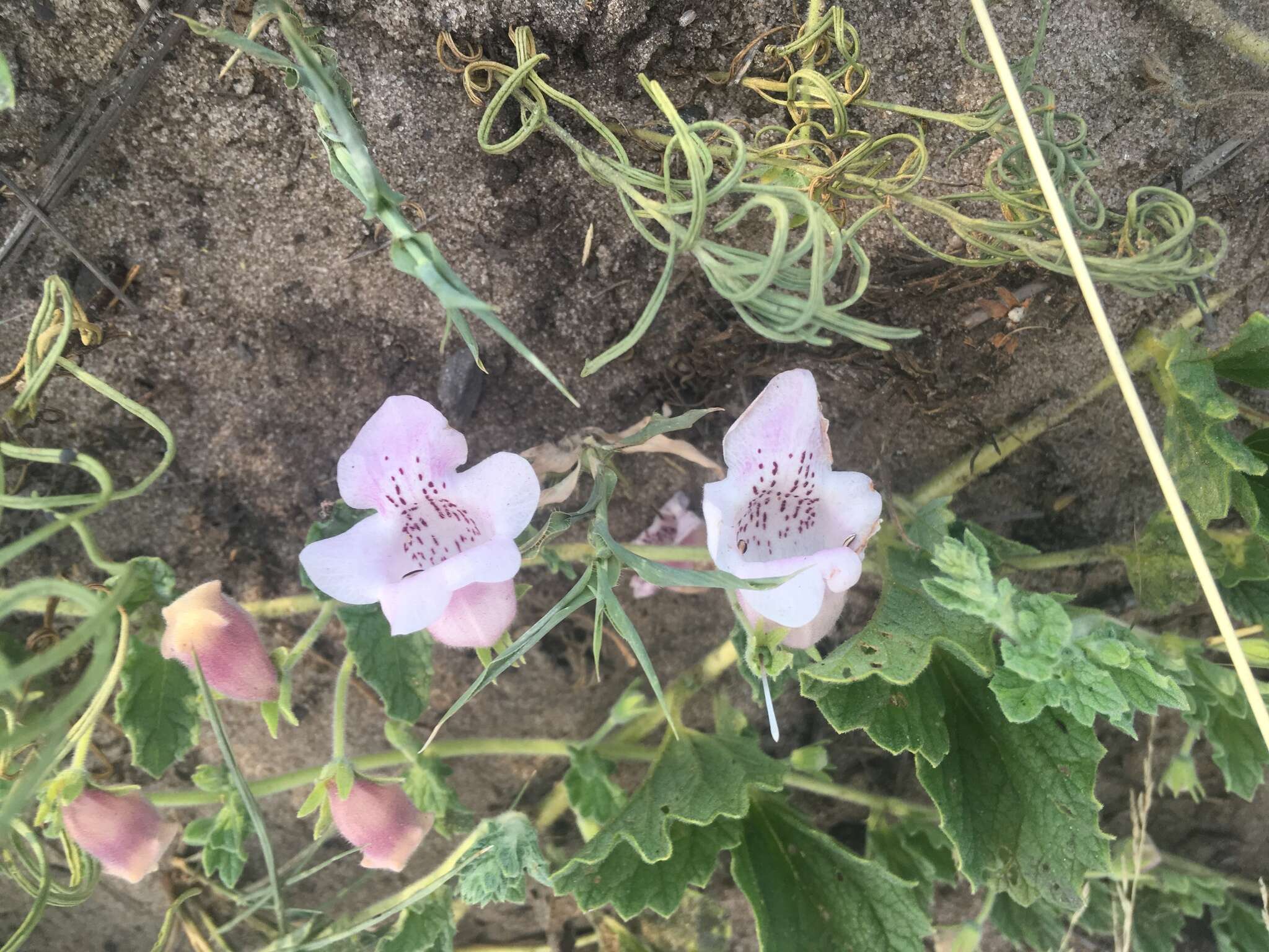 Image of Grapple plant