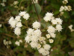 صورة Ageratina riparia (Regel) R. King & H. Rob.