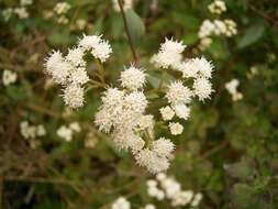 صورة Ageratina riparia (Regel) R. King & H. Rob.