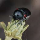 Image of Saxinis (Boreosaxinis) deserticola Moldenke 1970