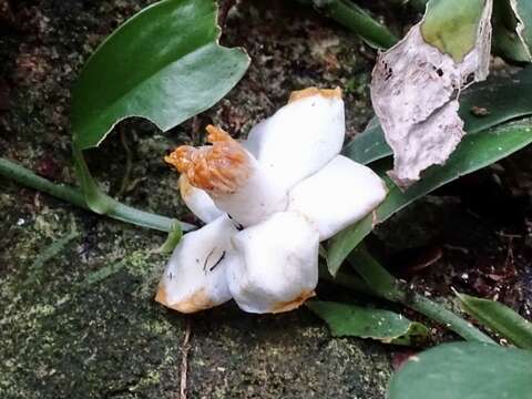 Image of Camellia caudata Wall.