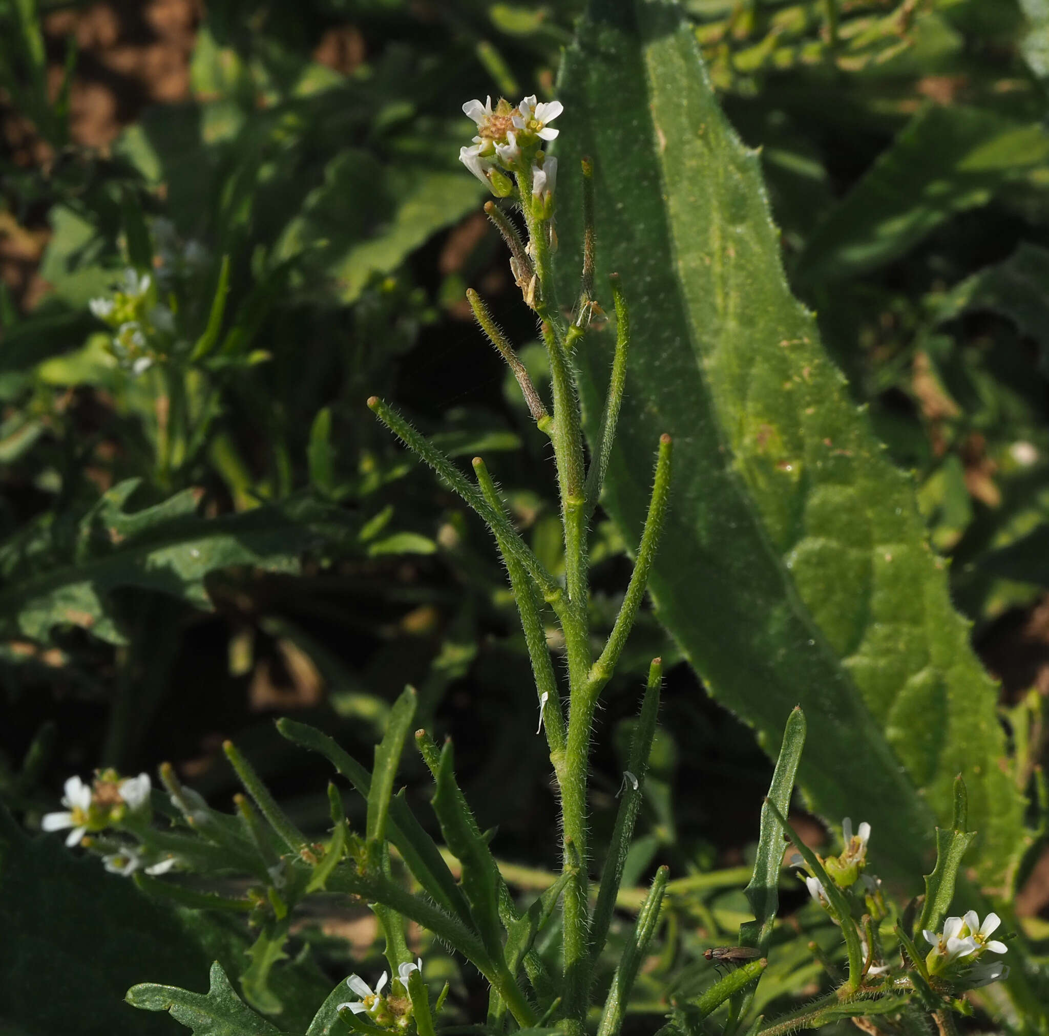 Image of Neotorularia torulosa (Desf.) Hedge & J. Léonard