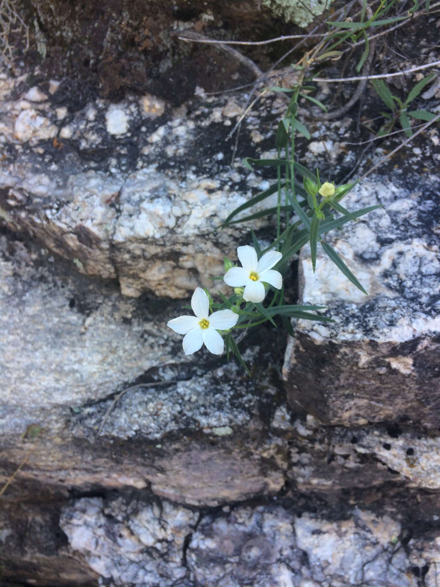 Imagem de Phlox tenuifolia E. Nelson