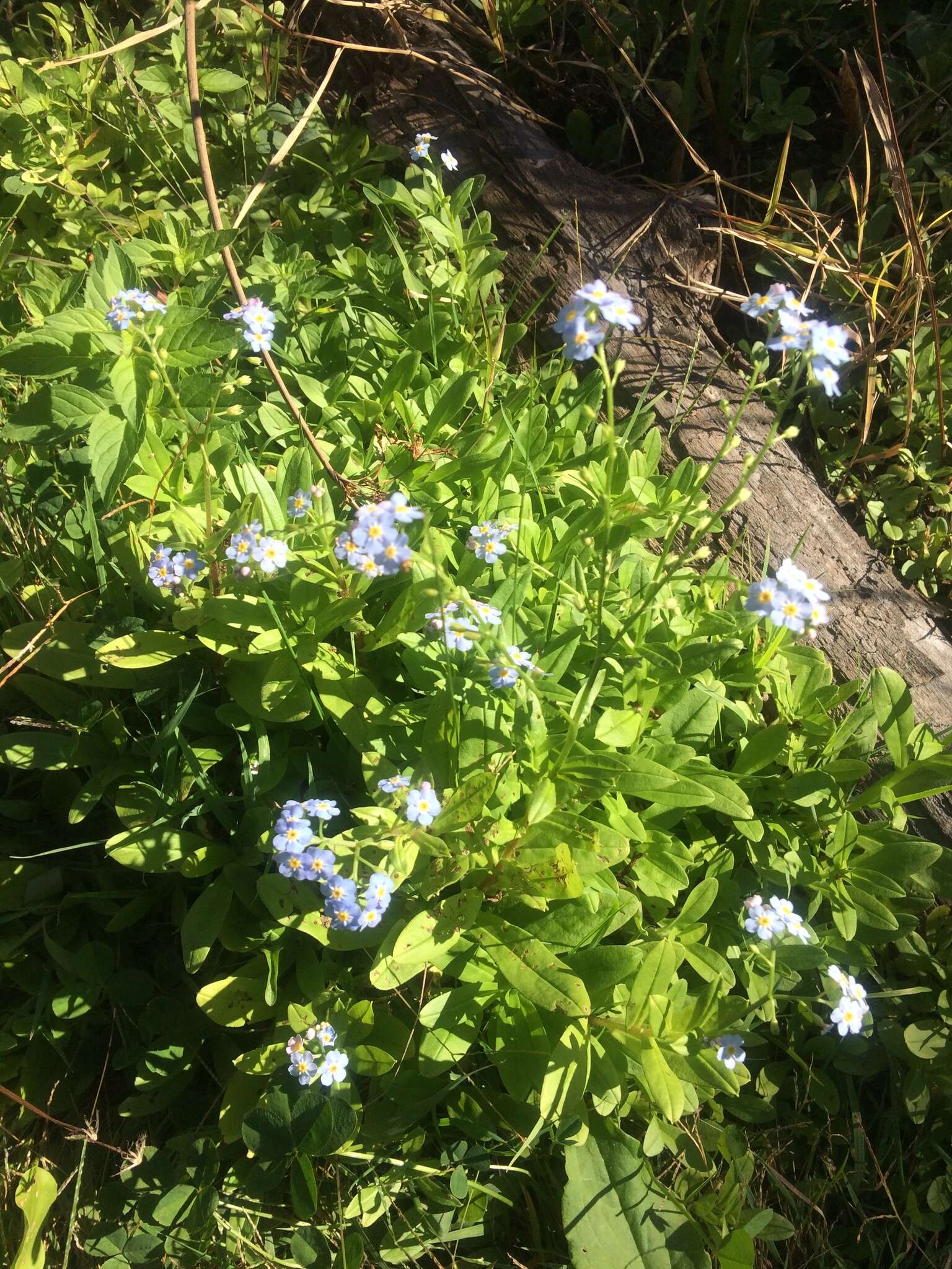 Image of true forget-me-not