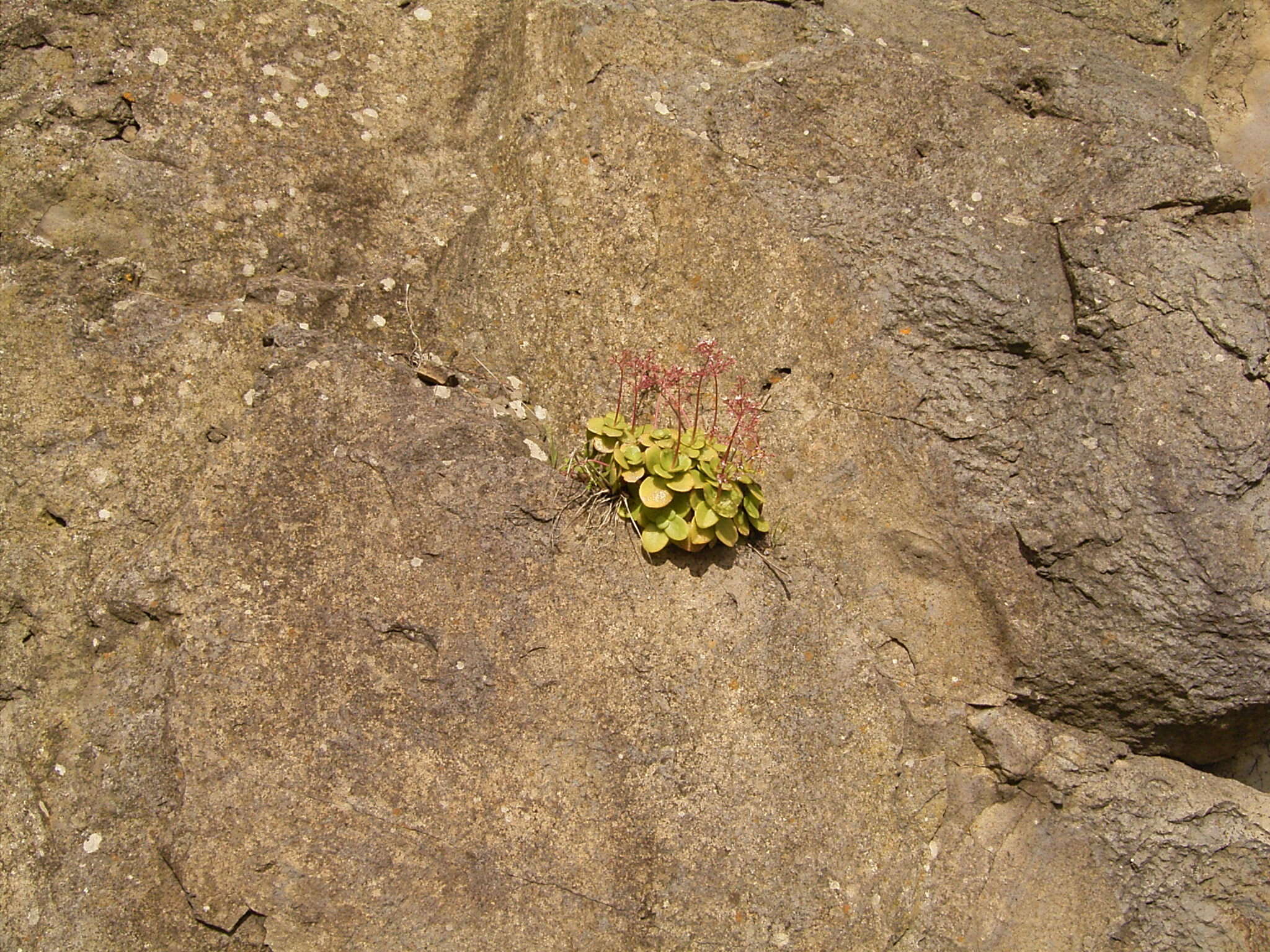 Image of Cape Province pygmyweed