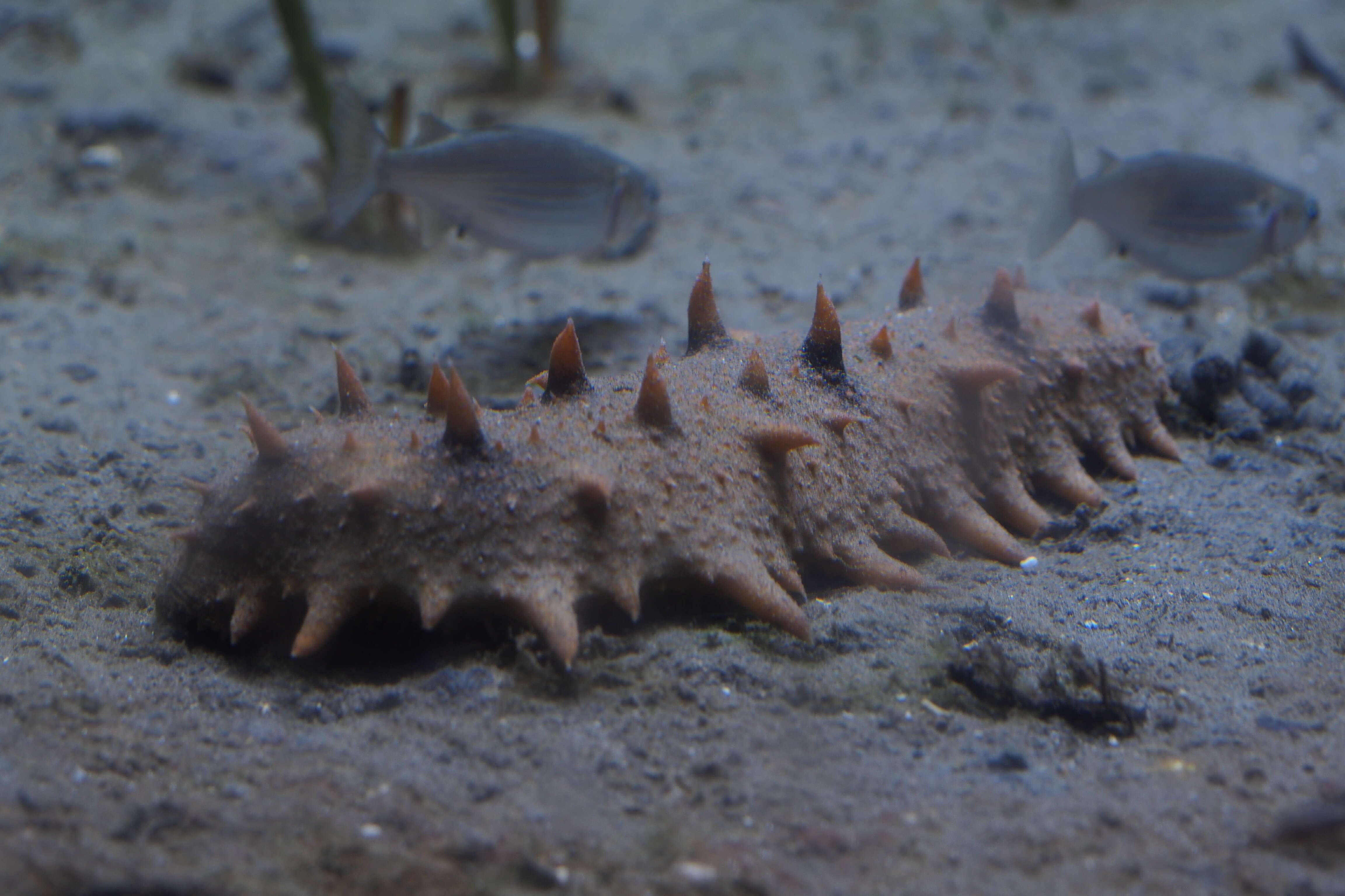 Image of Japanese Spiky Sea Cucumber